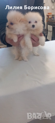 Продавам Мини померани 
