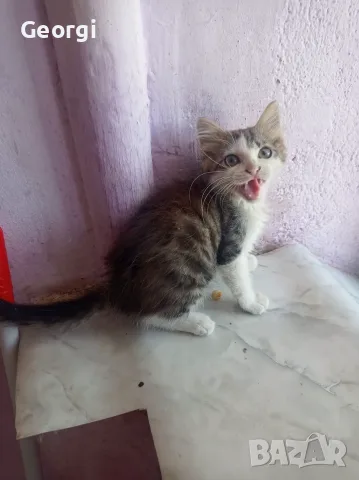Подарявам малко мъжко котенце