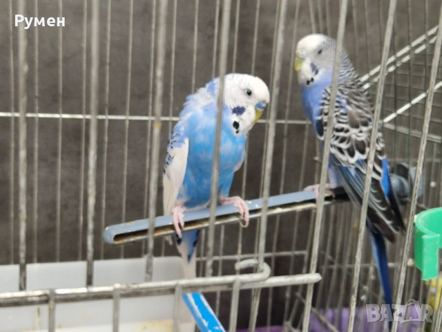 Чифт вълнисти папагали с клетка, снимка 8 - Папагали - 53976712