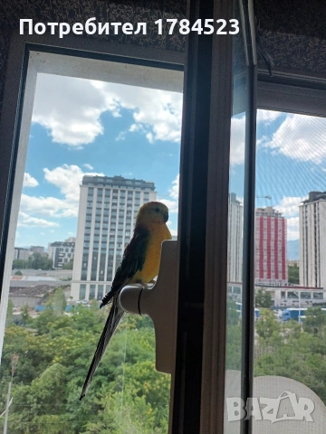 Пойни папагали с клетки , снимка 13 - Папагали - 55163669