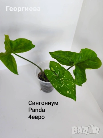 сингониум , снимка 2 - Стайни растения - 54904571