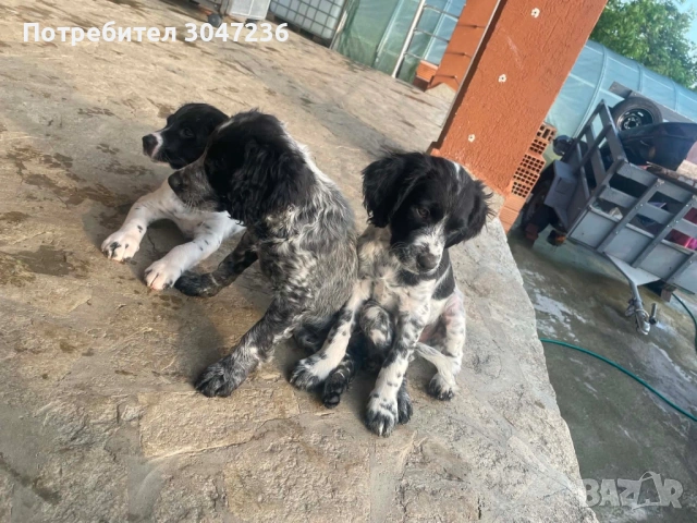 Продавам, снимка 2 - Бретон шпаньол - 54175983
