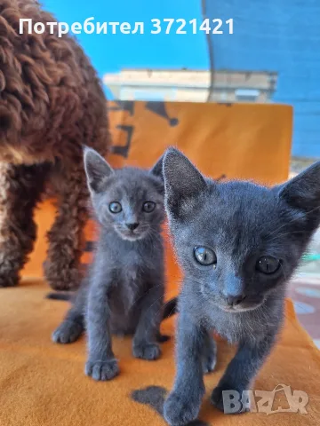Сиво руско коте (момиче), снимка 4 - Руска синя котка - 55358137