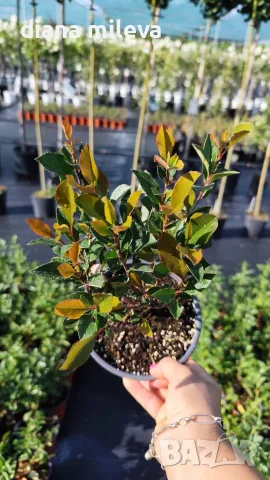  Фотиния Литъл Ред Робин, Photinia fr. Little Red Robin, снимка 4 - Градински цветя и растения - 43806136