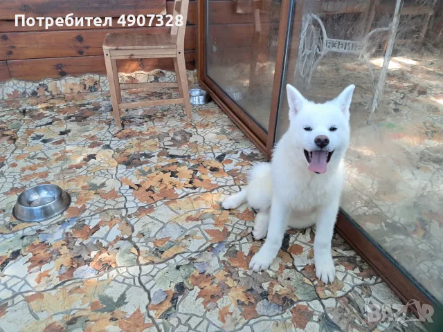 Продавам бяла акита