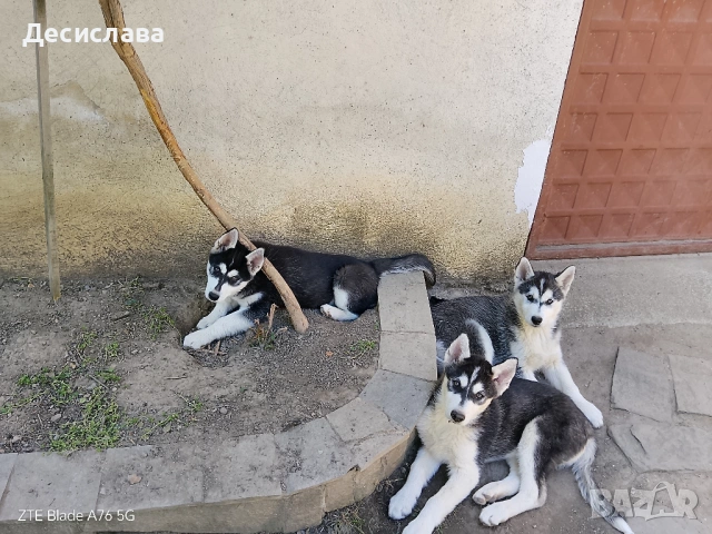 Продавам хъски, снимка 2 - Хъски - 54726993
