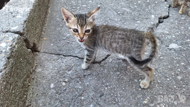 Подарявам котенца, снимка 6 - За котки - 55484335