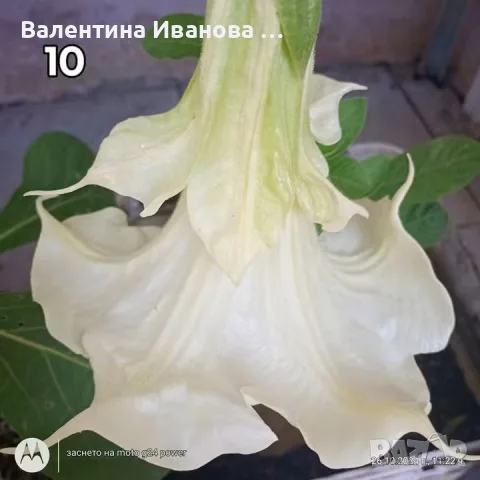 Ангелски тромпет 🍀🍀🍀, снимка 4 - Разсади - 55673493