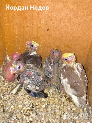 Папагали Корели , снимка 7 - Папагали - 55186716