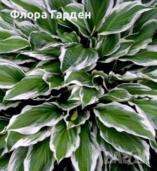МНОГОГОДИШНИ ЦВЕТЯ, снимка 10 - Градински цветя и растения - 54702878