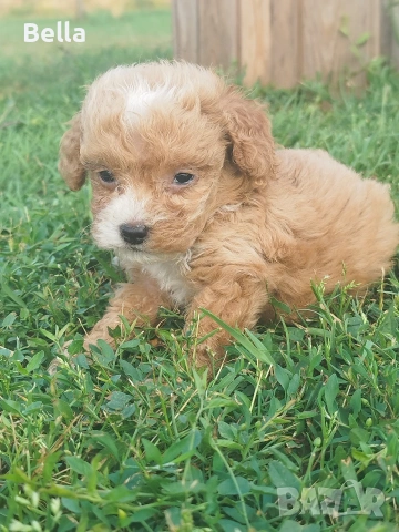 Малтипу/Maltipoo, снимка 13 - Пудели - 55166935