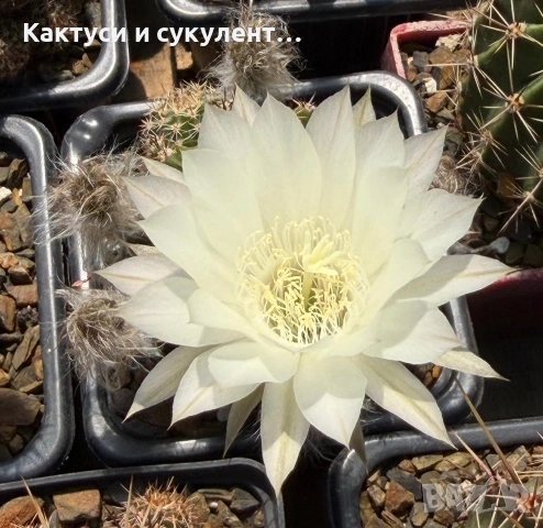 Кактус Echinopsis Hybrid цвят кремаво бяло цъфтящи растения