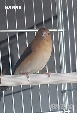 Чифт Среброклюни,Японска амадини