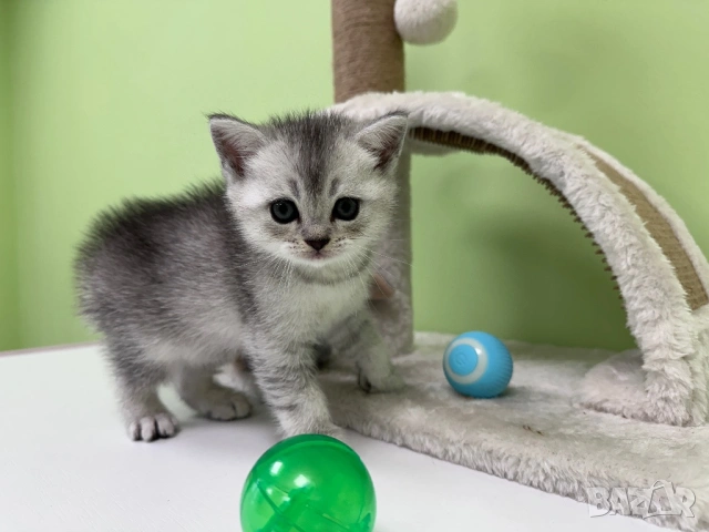🐾 Шотландски клепоухи (Scottish Fold) и британски (British Shorthair) котенца, снимка 6 - Британска късокосместа - 54681387