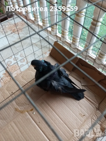  Китайски чайки , снимка 3 - Гълъби - 54053124