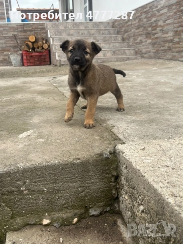 Кученца белгийска овчарка малиноа микс – пазачи, 50 дни, спешно“