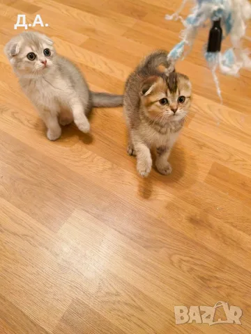 🐾 Чистокръвни котенца Scottish Fold – Golden & Silver 🐾, снимка 2 - Чинчили - 55353347