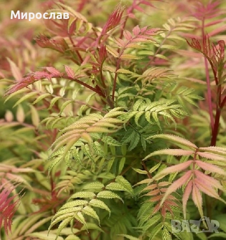 Продавам декоративен храст Сорбария (Sorbaria), снимка 9 - Градински цветя и растения - 54007351