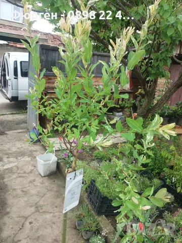 Японска върба Salix Hakuro Nishiki - Фламинго Студоустойчива , снимка 5 - Разсади - 55481463