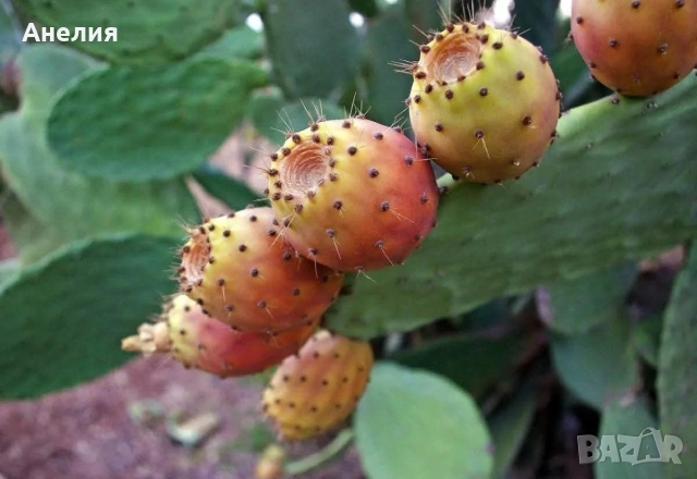 Опунция индика ядлива