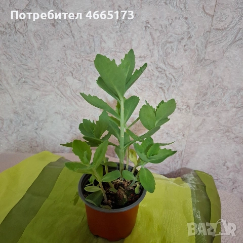 Лечебна Дебела Мара, снимка 3 - Градински цветя и растения - 54580584