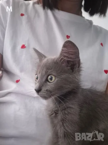 Коте - 2 месеца, снимка 11 - Руска синя котка - 55627241