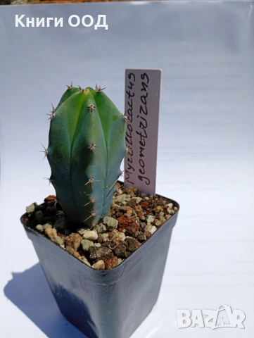 Myrtillocactus geometrizans 5.5cm €3,50