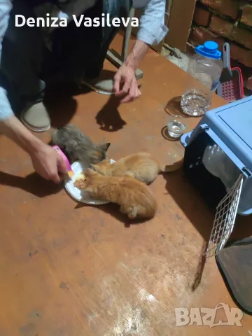 Подарявам котенце, снимка 2 - За котки - 55330927