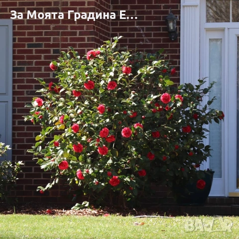 Камелия - Червена , снимка 8 - Градински цветя и растения - 54020690