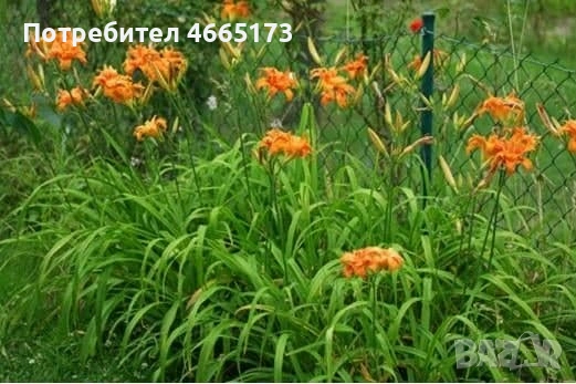 Хемерокалис 