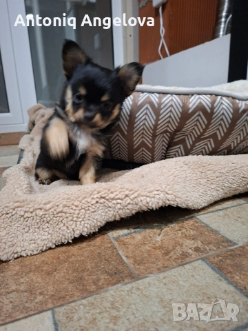 момченце чихуа 