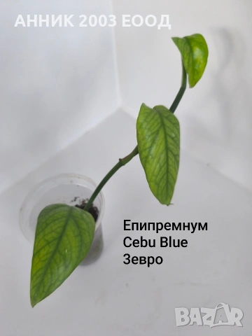 Стайни цветя , снимка 10 - Стайни растения - 55055266