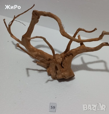 Корен от Азалия /декорация/ 59, снимка 2 - Други - 54102316