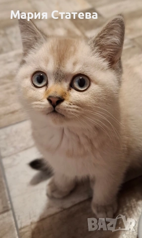 Британска късокосместа 