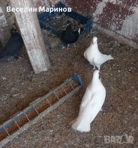 продавам  бели гьлаби  за сватби  балове и крь6енета, снимка 2 - Гълъби - 54529535