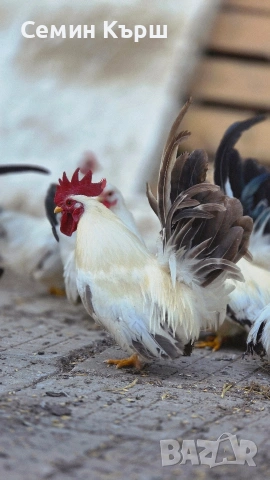 Шабо, снимка 2 - Кокошки и пуйки - 53461928