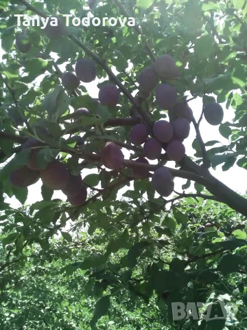 Продавам Сливи за ракия