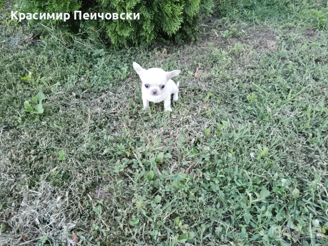 женско чихуахуа , снимка 2 - Чихуахуа - 55157162
