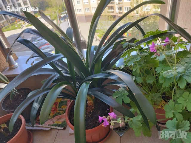 Кливия оранжева 2 броя големи растения, снимка 6 - Стайни растения - 47075644
