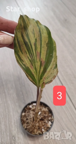 Kaempferia variegata pink - рядко растение, снимка 3 - Стайни растения - 55138485