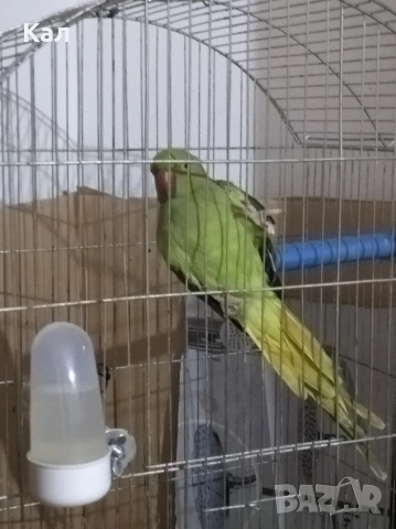 Малък александър, снимка 4 - Папагали - 54310334