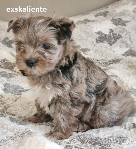 Йоркширски Териер Мерле и Бивер, снимка 7 - Йоркширски териер - 54242884