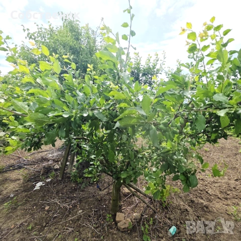 Парцел с овошки, снимка 2 - Парцели - 54730105