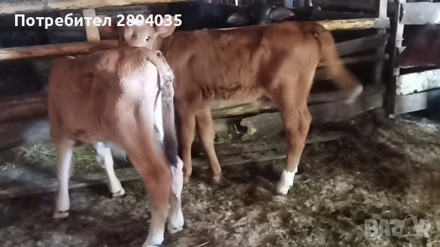 телета Бозайници, снимка 7 - Крави - 55151536