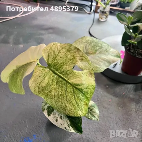Добре вкоренена "Monstera Mint", снимка 4 - Стайни растения - 55395564