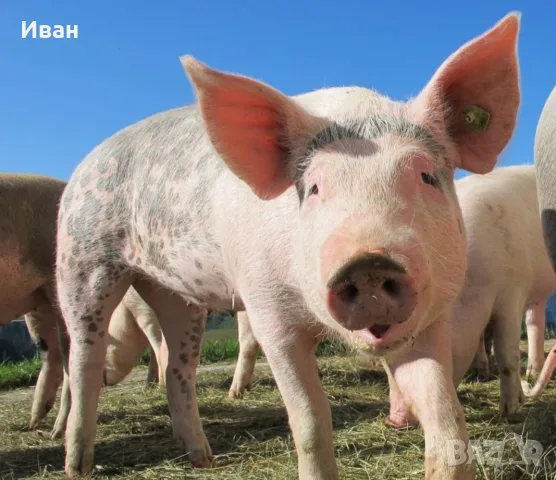 прасета за клане