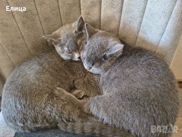 Британска късокосместа 