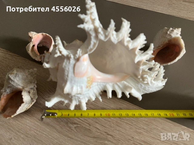 Продавам рапани много красиви, снимка 4 - Декорация за дома - 54170515