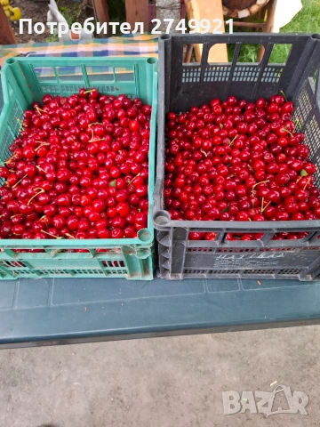 Продаваме череши 