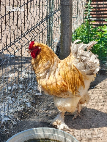 Продавам петли Брама